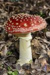 Amanita muscaria...3 .jpg